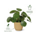 Elho Blumentopf Vibes Fold 3.6 l, Sorbet Grün