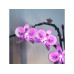 BrickBling LED-Licht-Set für LEGO® Orchidee (10311)