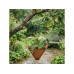 relaxdays Blumentopf Herz, Rostbraun relaxdays Blumentopf Herz, Rostbraun
