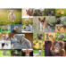 Ravensburger Puzzle Süsse Tierbabys 200 XXL Teile