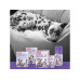 Beaphar No Stress Calming Diffusor Hunde 30 ml