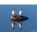 Sony Zoomobjektiv FE 100-400mm F/4.5 GM OSS Sony E-Mount