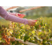 Gusta Garden BERRY BUDDY modulare Beerenrankhilfe Braun Gusta Garden BERRY BUDDY modulare Beerenrankhilfe Braun