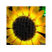 BrickBling LED-Licht-Set für LEGO® 11502 Sonnenblumen BrickBling LED-Licht-Set für LEGO® 11502 Sonnenblumen
