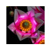 BrickBling LED-Licht-Set für LEGO® 11510 Magnolienzweige
