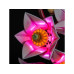 BrickBling LED-Licht-Set für LEGO® 11510 Magnolienzweige