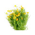 Gorilla Gardening Starfire Mix Ringelblumen
