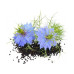 Gorilla Gardening Nigella Sativa Schwarzkümmel