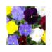 Gorilla Gardening Veilchen Clear Crystals Mix