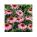 Gorilla Gardening Purpursonnenhut Starlight mehrjährig
