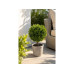 CHALET Chalet Buchsbaum im Topf rund L 52 cm CHALET Chalet Buchsbaum im Topf rund L 52 cm