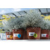 HERMA Folien-Etiketten A4, 105 x 148 mm, weiss, 80 Etiketten
