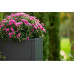 WESTMANN Hochbeet Talus L WESTMANN Hochbeet Talus L