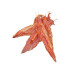 Nobby Kausnack StarSnack Barbecue Chicken Stick, 375 g