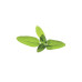 Click and Grow Samen Salbei