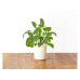 Click and Grow Samen Salbei