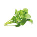 Click and Grow Samen Kresse Nachfüllpackung 3er-Set