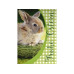 ABC Grusskarte Mini Frohe Ostern