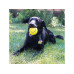 Kong Hunde-Spielzeug Squeezz Tennis Set Ø 7 cm, assortiert