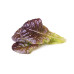 Click and Grow Samen Roter Kopfsalat 3er-Pack