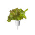 Click and Grow Samen Roter Kopfsalat 3er-Pack