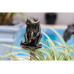 Jardinopia Cane Companions Mr. Jeremy Fisher