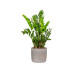 scheurich Blumentopf Seashell 15 cm