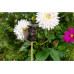 Jardinopia Cane Companions Schmetterling auf Rose