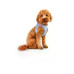 curli Geschirr Vest Air-Mesh 3XS SE24, Elemental-Blue