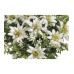 Dekomat AG Kunstblume Edelweiss-Strauss 29 cm