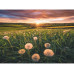 Ravensburger Puzzle Pusteblumen im Sonnenuntergang 500 Teile