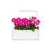Click and Grow Saatgut Pinke Petunie 3er-Pack Click and Grow Saatgut Pinke Petunie 3er-Pack