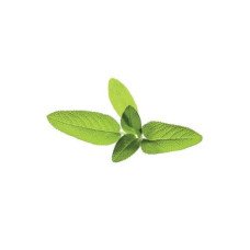 Click and Grow Samen Salbei