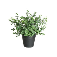 Botanic-Haus Kunstpflanze Eukalyptus 21 cm