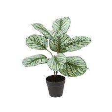 Botanic-Haus Kunstpflanze Kalathea 36 cm