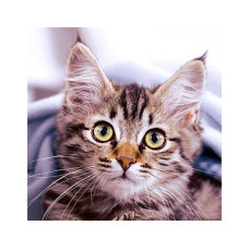 Paper + Design Papierservietten Cute Kitten 33 cm x 33 cm, 20 Stück Paper + Design Papierservietten Cute Kitten 33 cm x 33 cm, 20 Stück