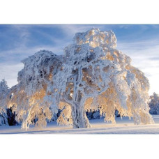 Natur Verlag Motivkarte Baum im Schneegewand 17.5 x 12.2 cm Natur Verlag Motivkarte Baum im Schneegewand 17.5 x 12.2 cm