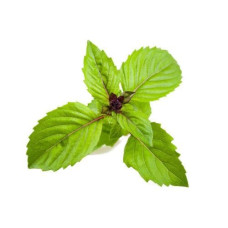 Click and Grow Samen Zimtbasilikum