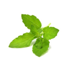 Click and Grow Samen Heiliges Basilikum