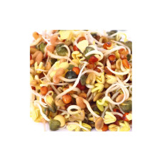 Gusta Garden Samen Microgreens Daikon-Rettich HARRY HERBS Gusta Garden Samen Microgreens Daikon-Rettich HARRY HERBS