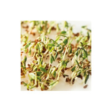 Gusta Garden Samen Microgreens Kresse HARRY HERBS Gusta Garden Samen Microgreens Kresse HARRY HERBS