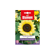 Blumen Saatgut Sonnenblume Moonshine
