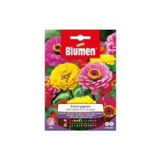 Blumen Saatgut Riesenzinnie California Mix Blumen Saatgut Riesenzinnie California Mix