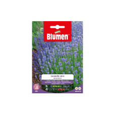 Blumen Saatgut Lavendel Blumen