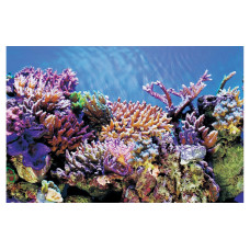 SuperFish Rückwandfolie Deko Poster A6 150 x 61 cm